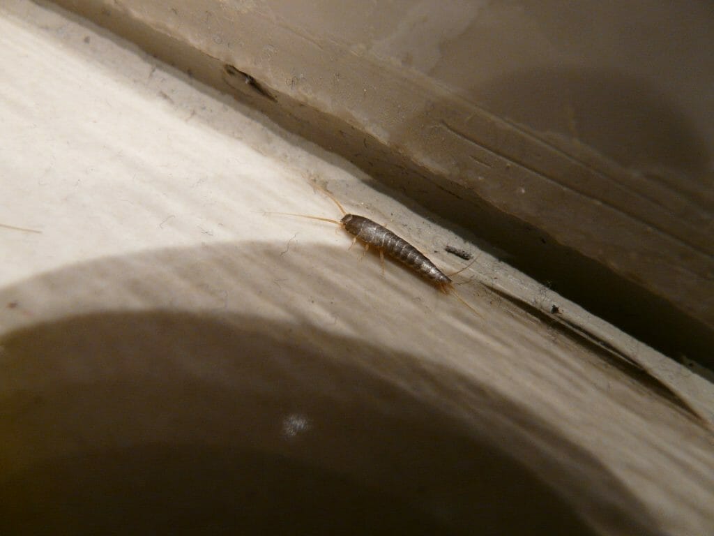 silverfish removed from a bathroom in a family home in maidstone