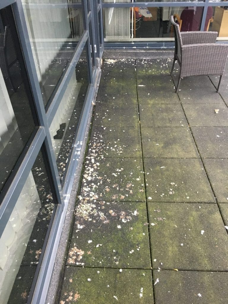 guano creating a health and safety hazard outside a building in maidstone