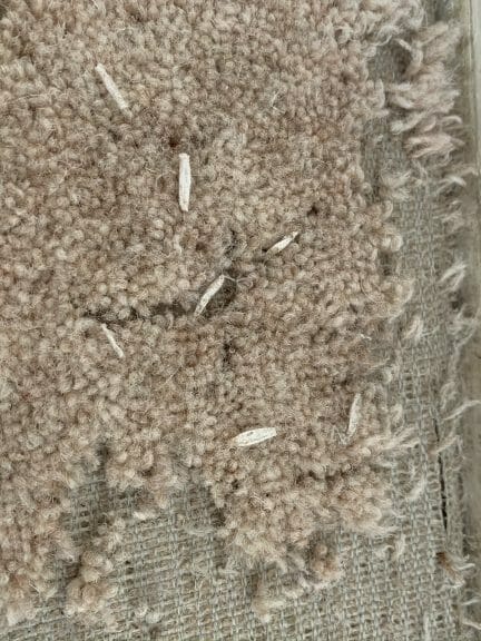 carpet moth infestation