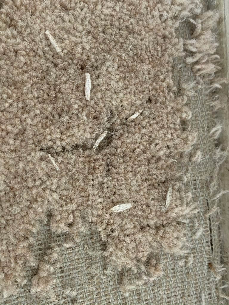 Carpet Moths  768x1024 ?strip=all&lossy=1&ssl=1