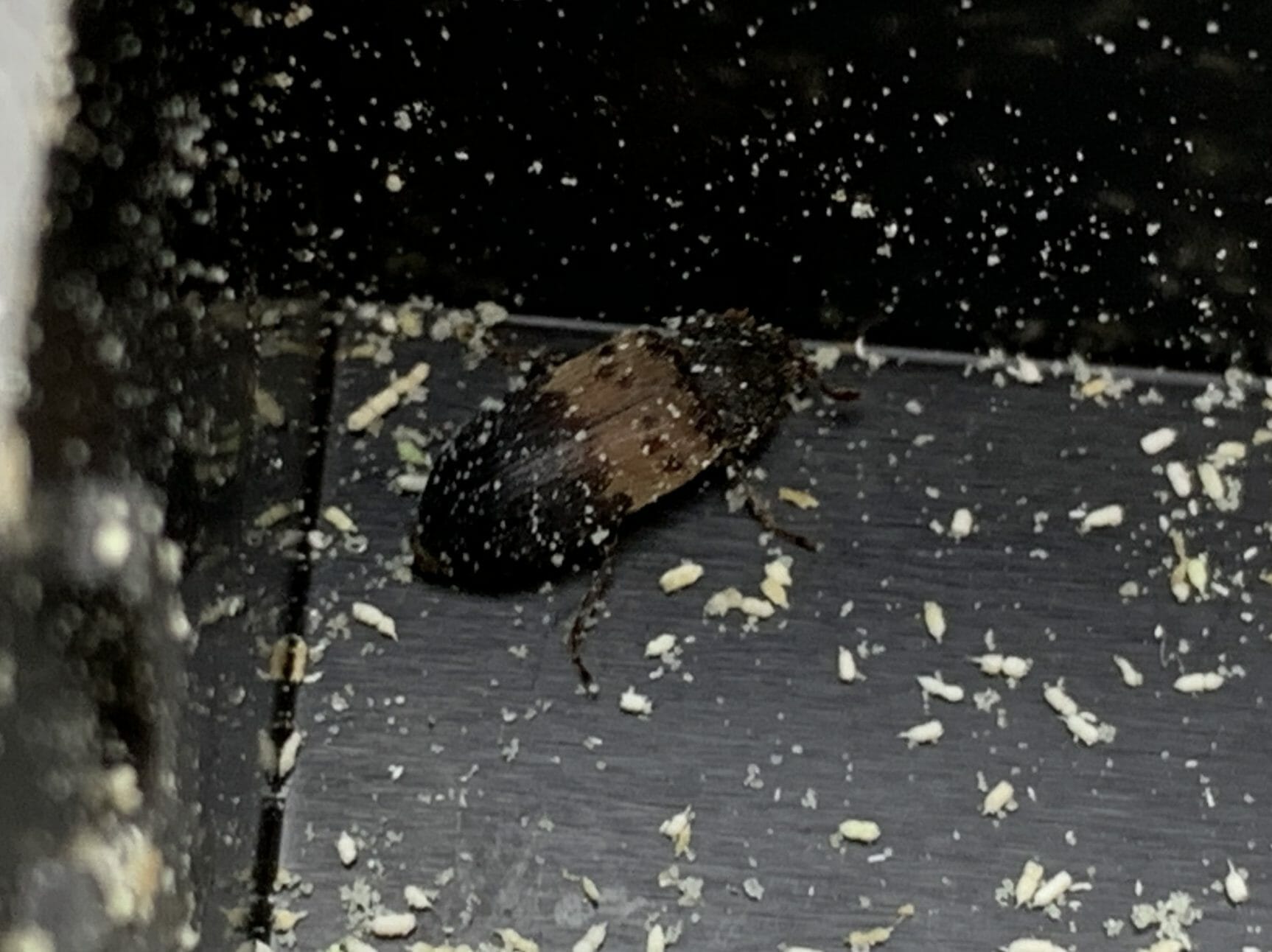 cockroach removed from a home in medway