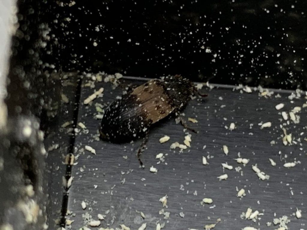 cockroach removed from a home in medway