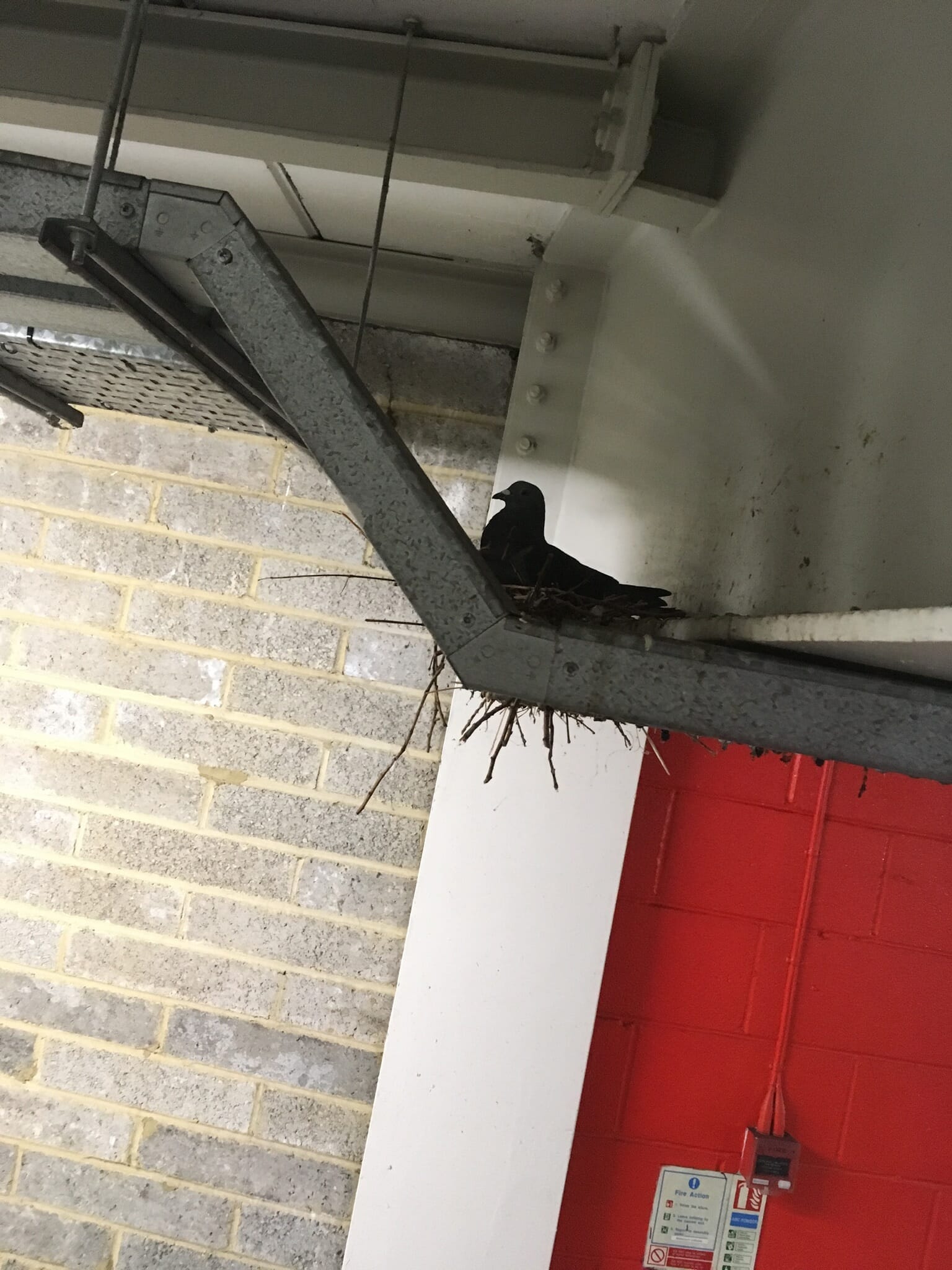 pigeon nesting in a commercial car park in maidstone
