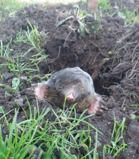 close up of a mole in a garden in maidstone, kent