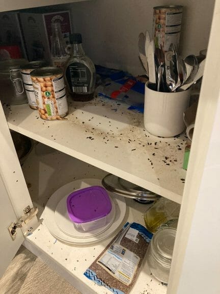 mouse droppings in a kitchen cupboard in maidstone
