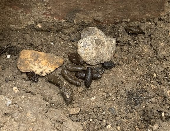 rat droppings found in a property in maidstone, kent