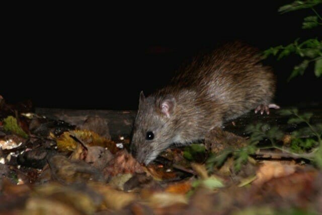 brown rat found in a garden in tonbridge