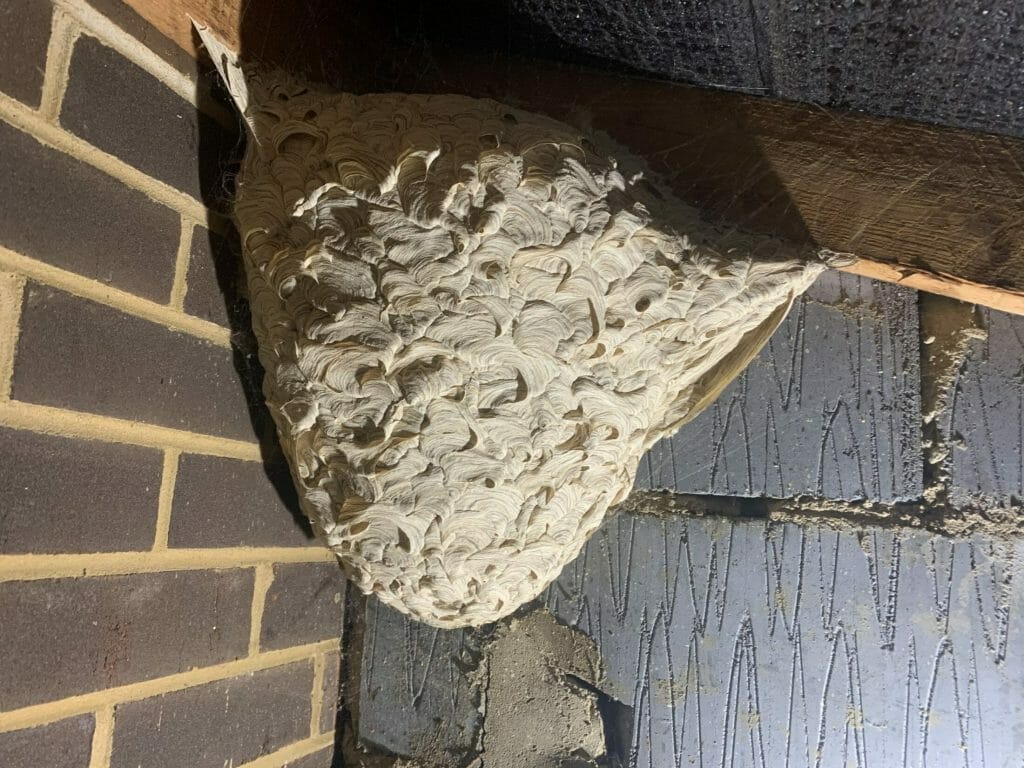 close up of a wasp nest
