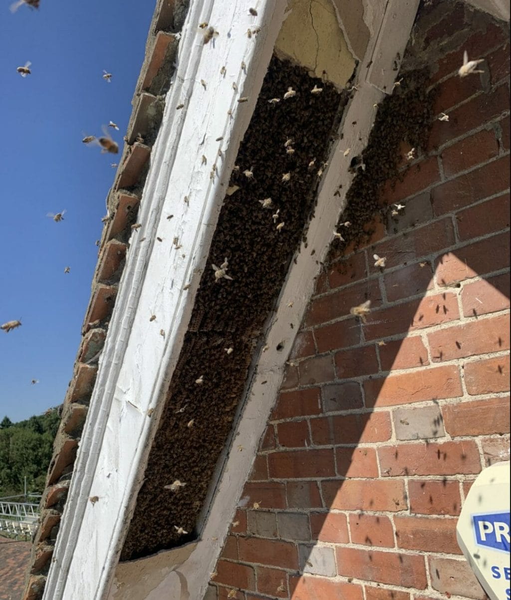 wasps swarming in a roofline in medway