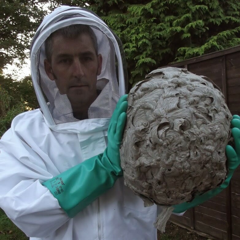 wasp nest removed from a home in tonbridge