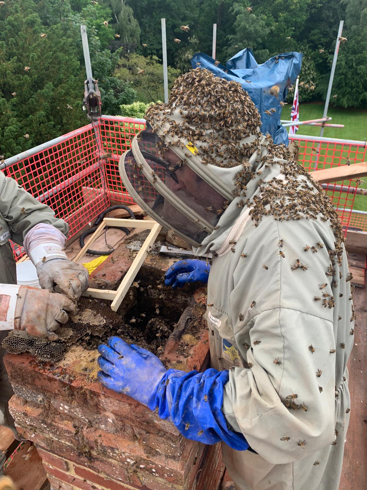 bee removal and insect control carried out at a home in rochester