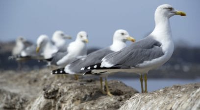 Seagull Control By Pest-tech in Kent and Maidstone