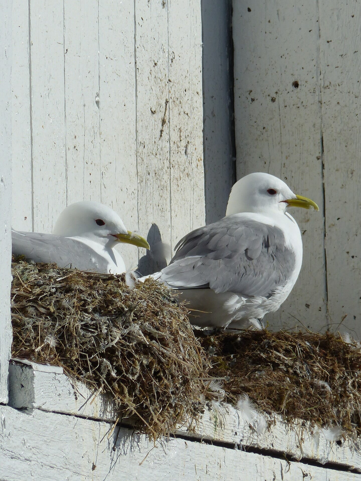 Seagull nest deals