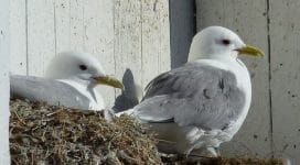 Seagull control in Maidstone and Kent Pest-Tech