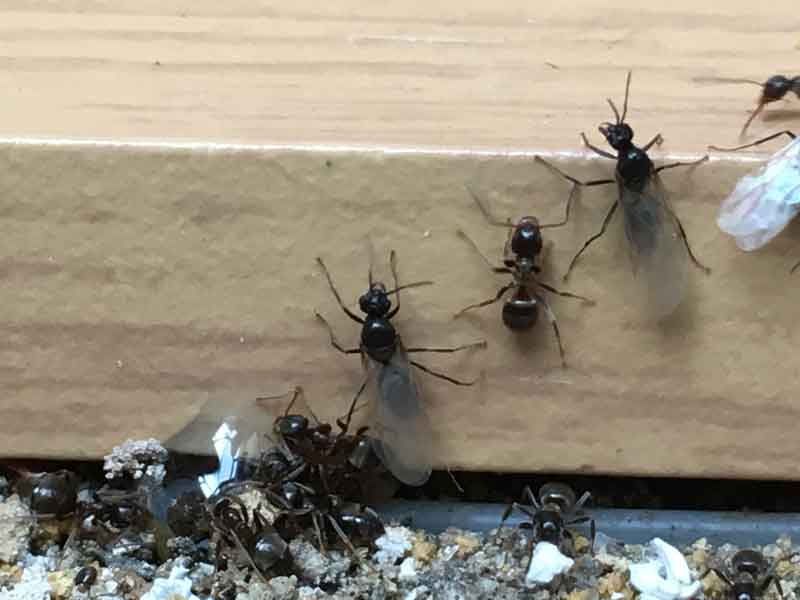 Flying ant removal in Maidstone by Pest Tech