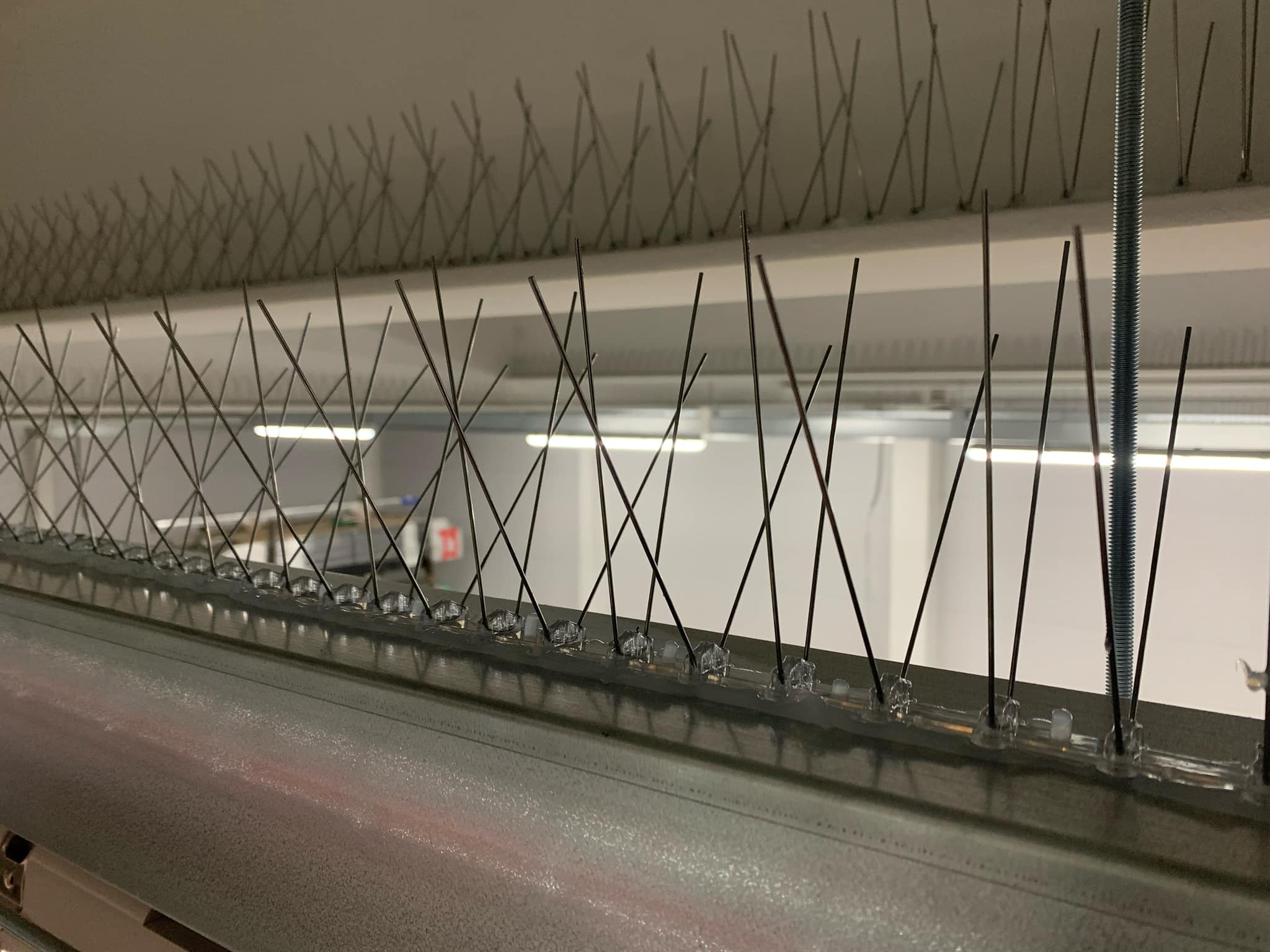 Bird spikes installation in Gravesend commercial pest control