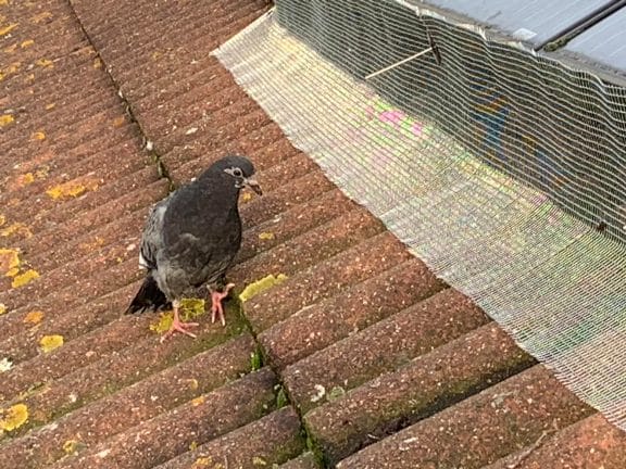 Pigeon proofing solar panels in Staplehurst