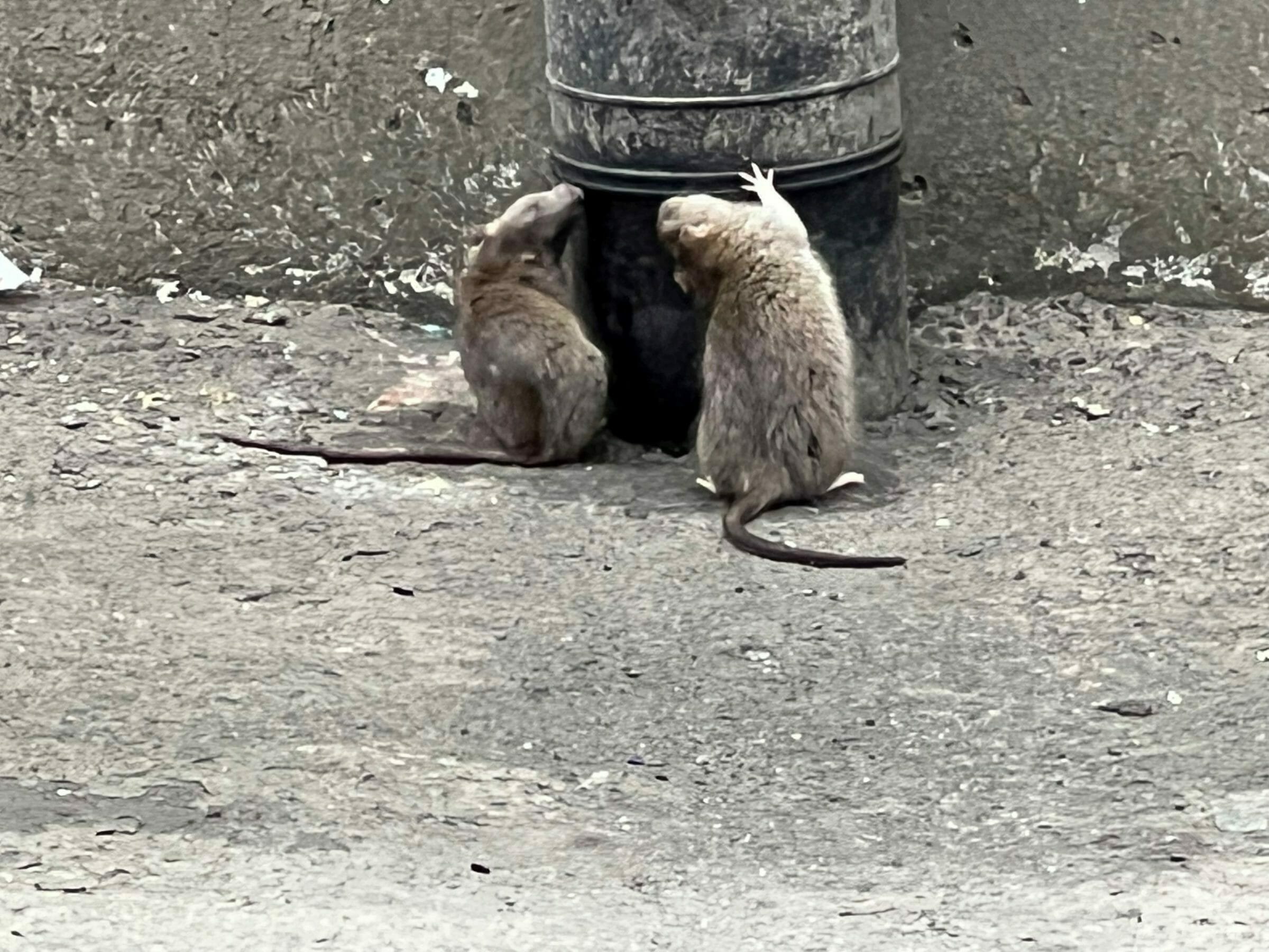 BRats found in domestic home in Gravesend