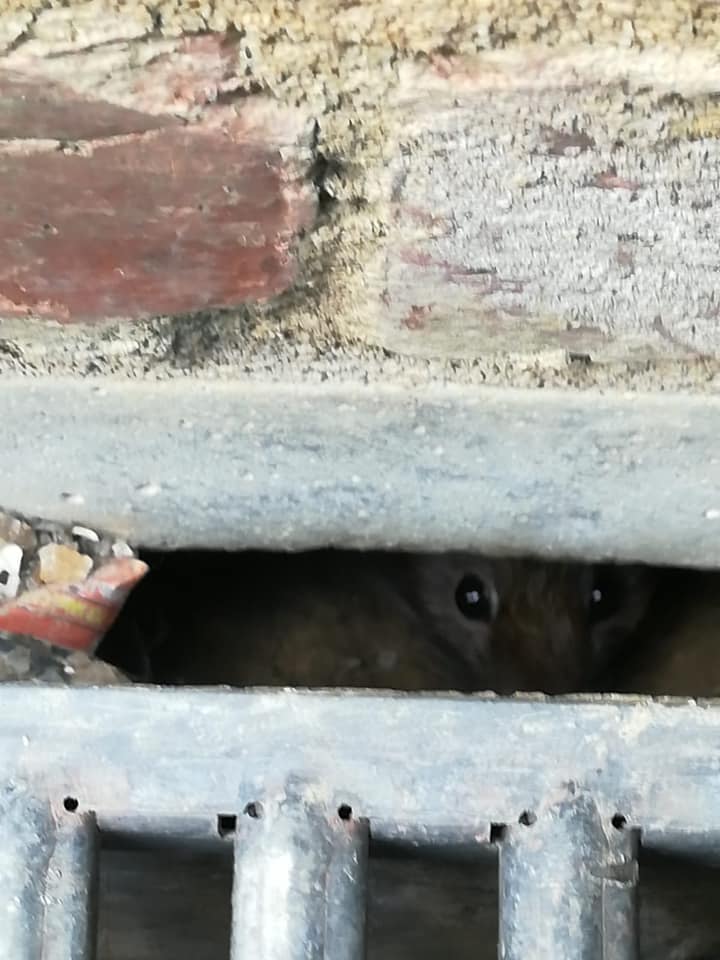 Rats found in drains at home in Kent