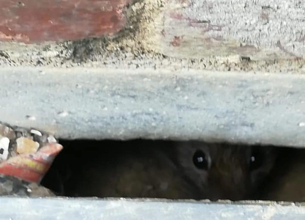 Rats found in drains at home in Kent