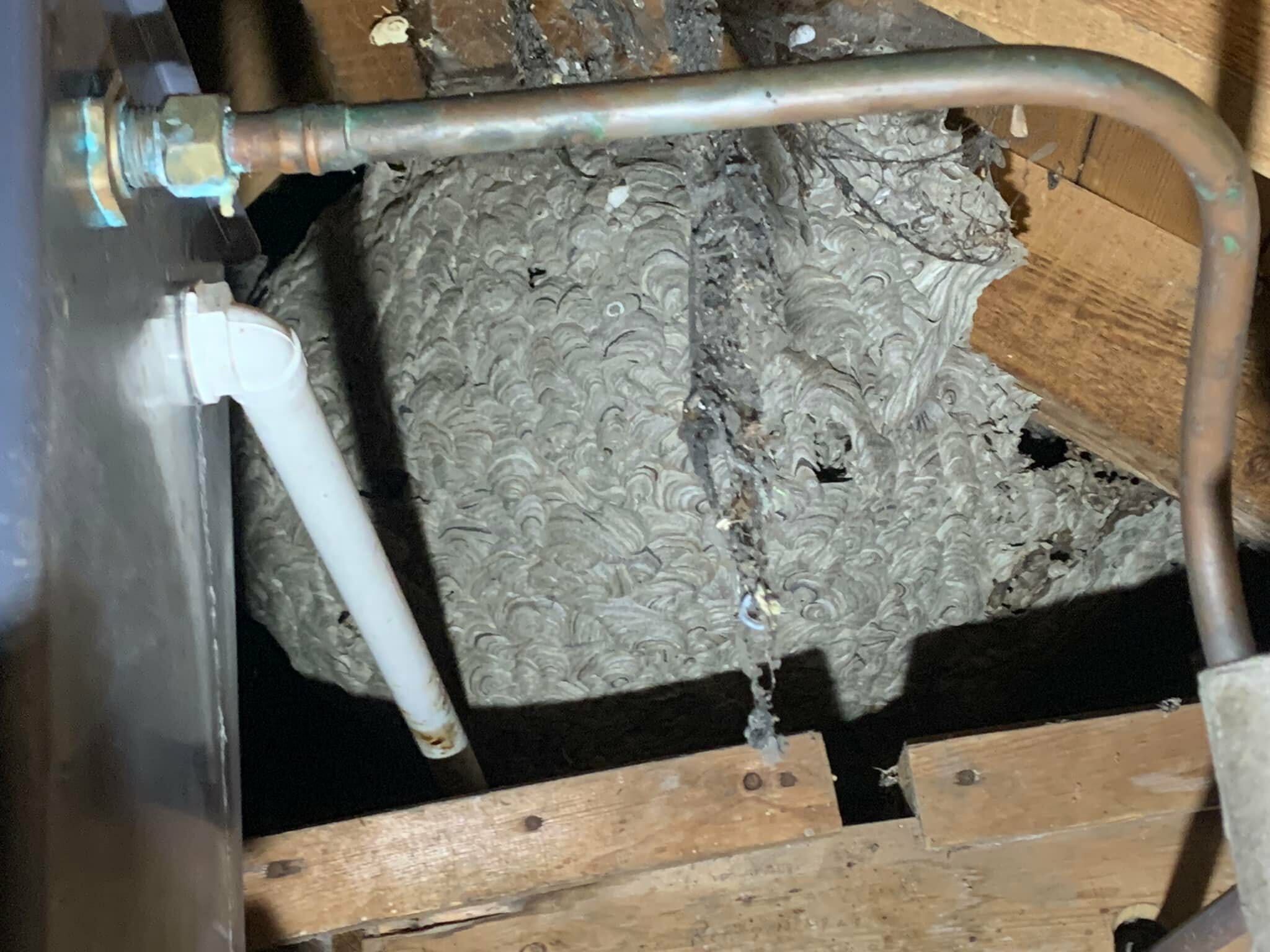 Wasp nest found in the loft