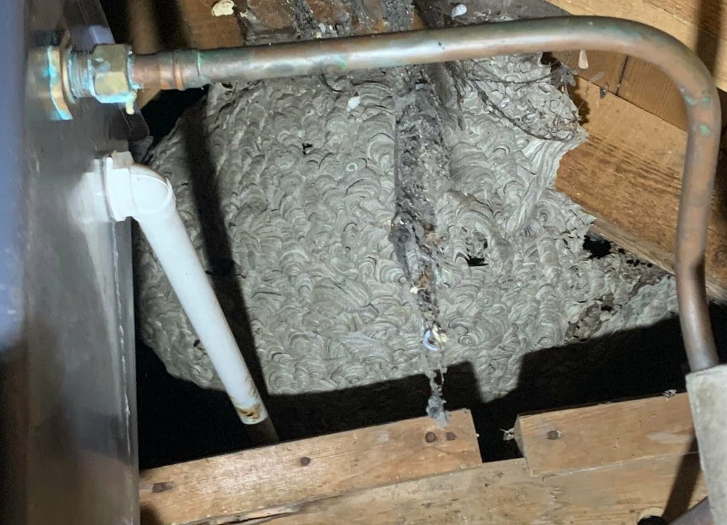 Wasp nest found in the loft