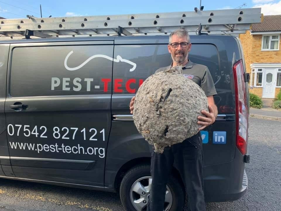 Wasp nest removed from domestic home