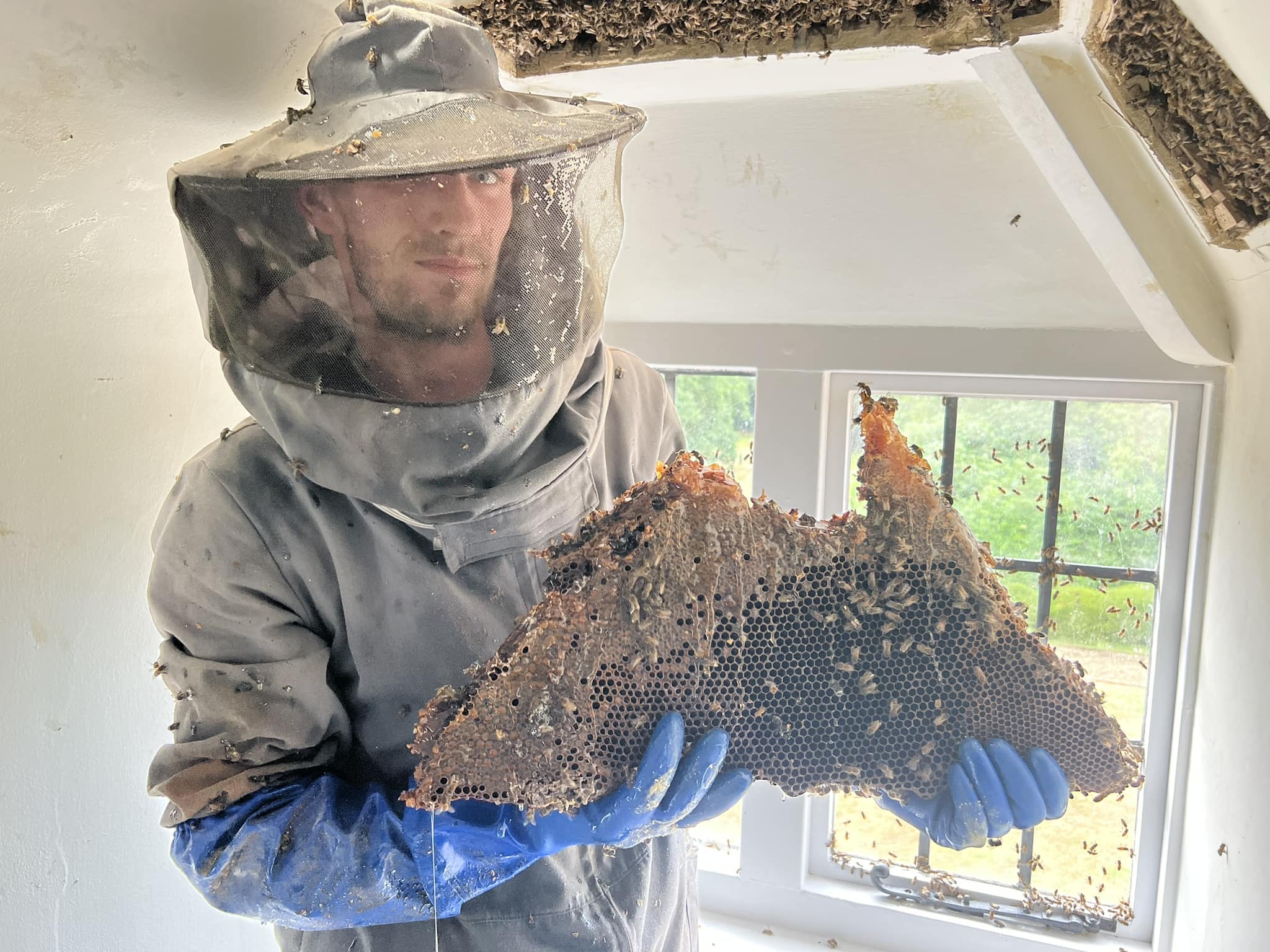 Bee removal from a residential home in the walls