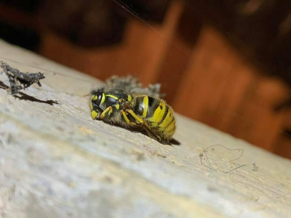 Common wasp after wasp nest removal treatment