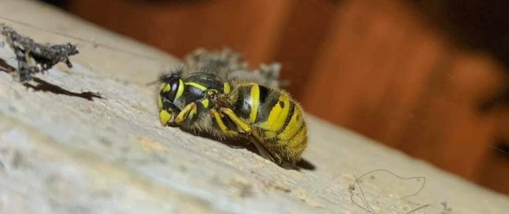 Common wasp after wasp nest removal treatment