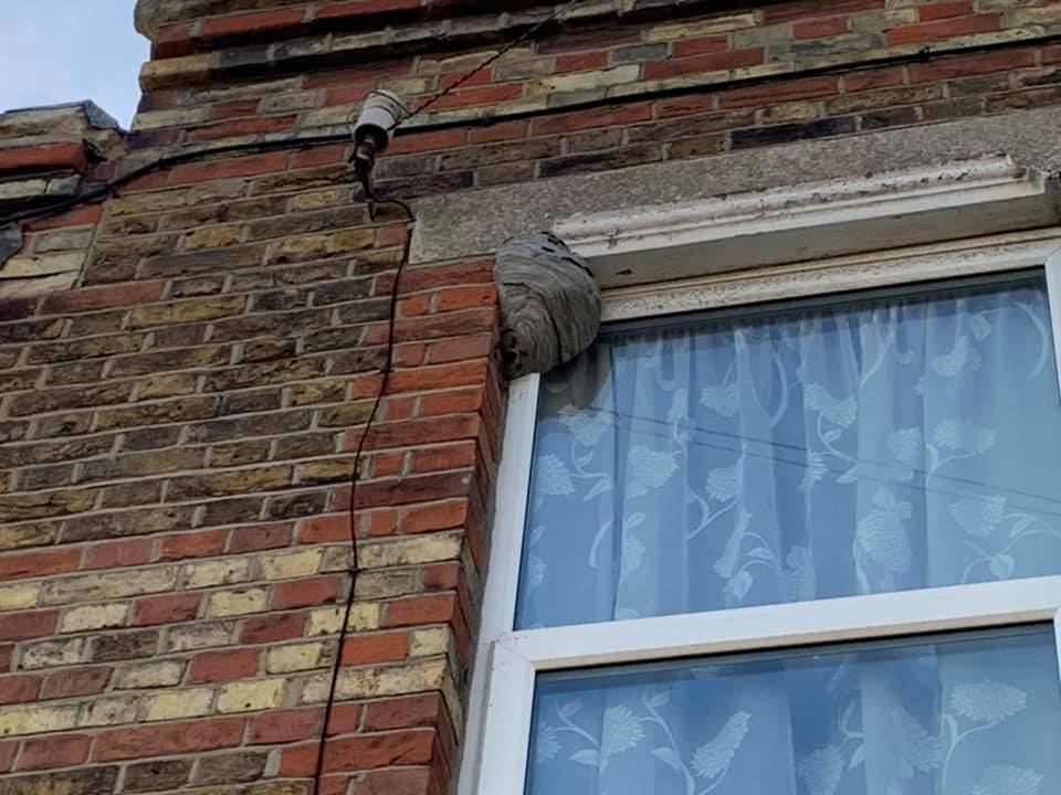 How to remove a wasp nest safely from a window