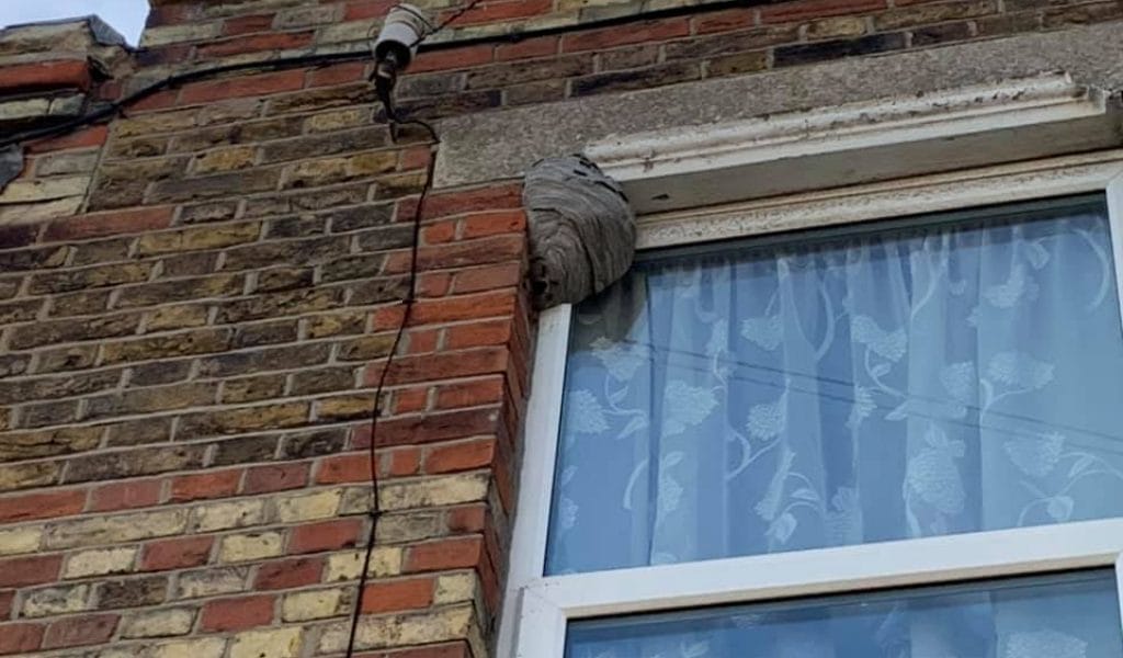 How to remove a wasp nest safely from a window