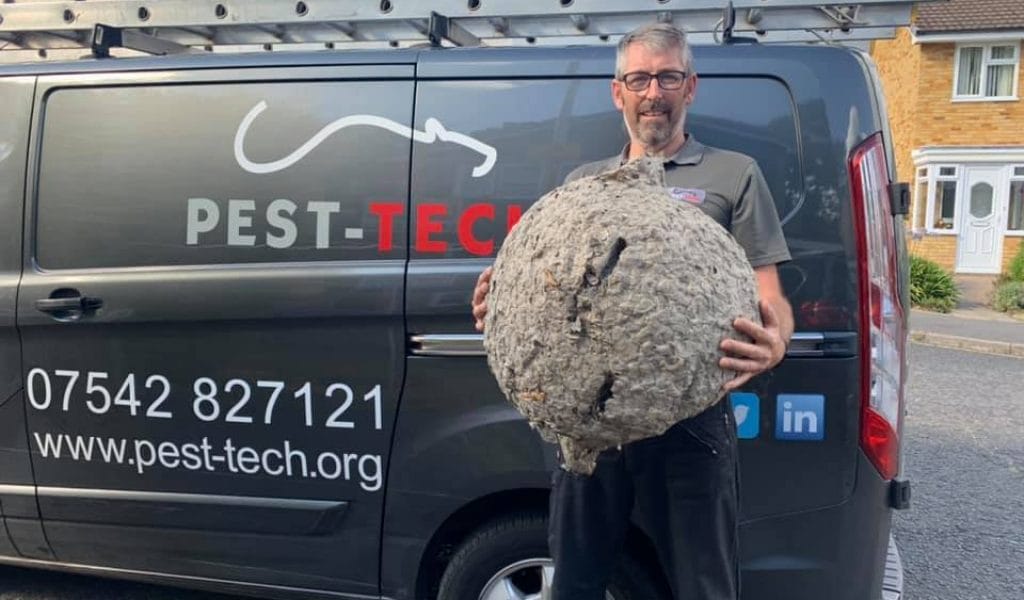 Wasp Nest Removal in Maidstone by Pest-Tech