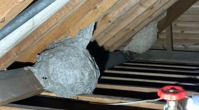 Wasp nest found in loft of domestic property