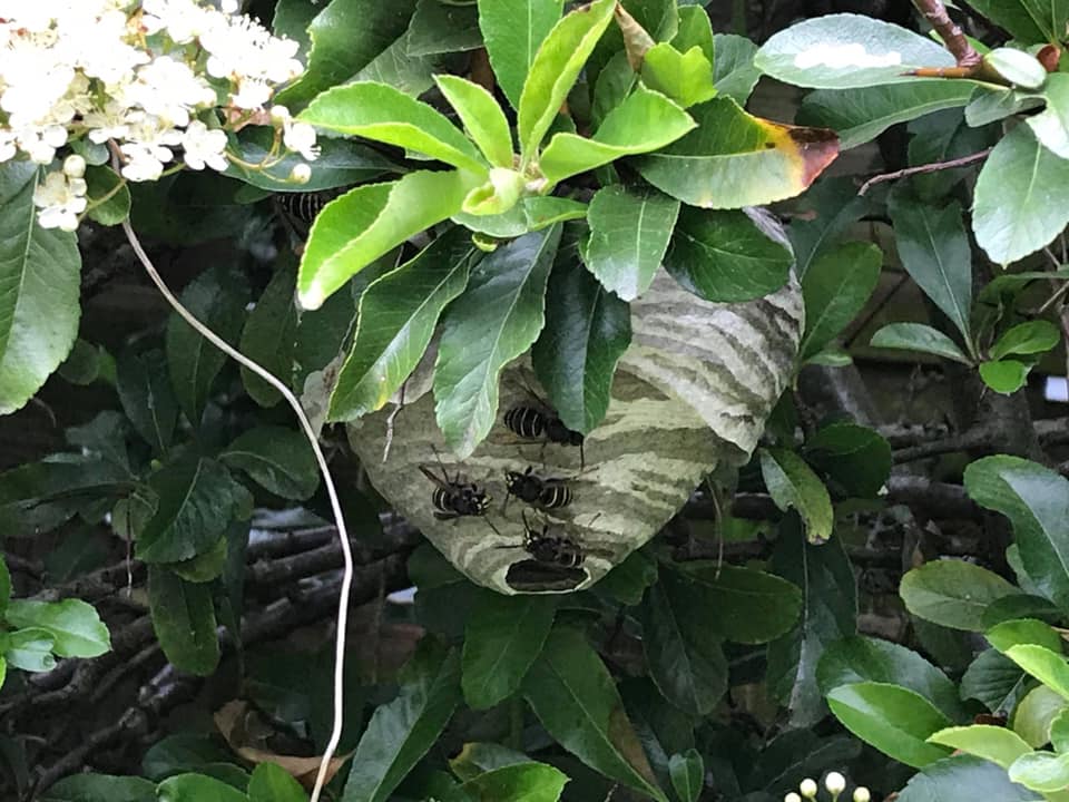Wasp nest found in tree