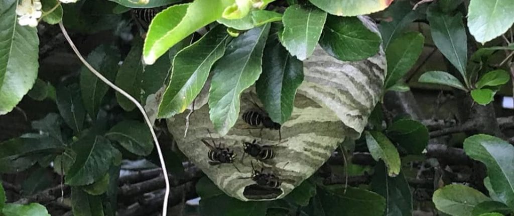 Wasp nest found in tree