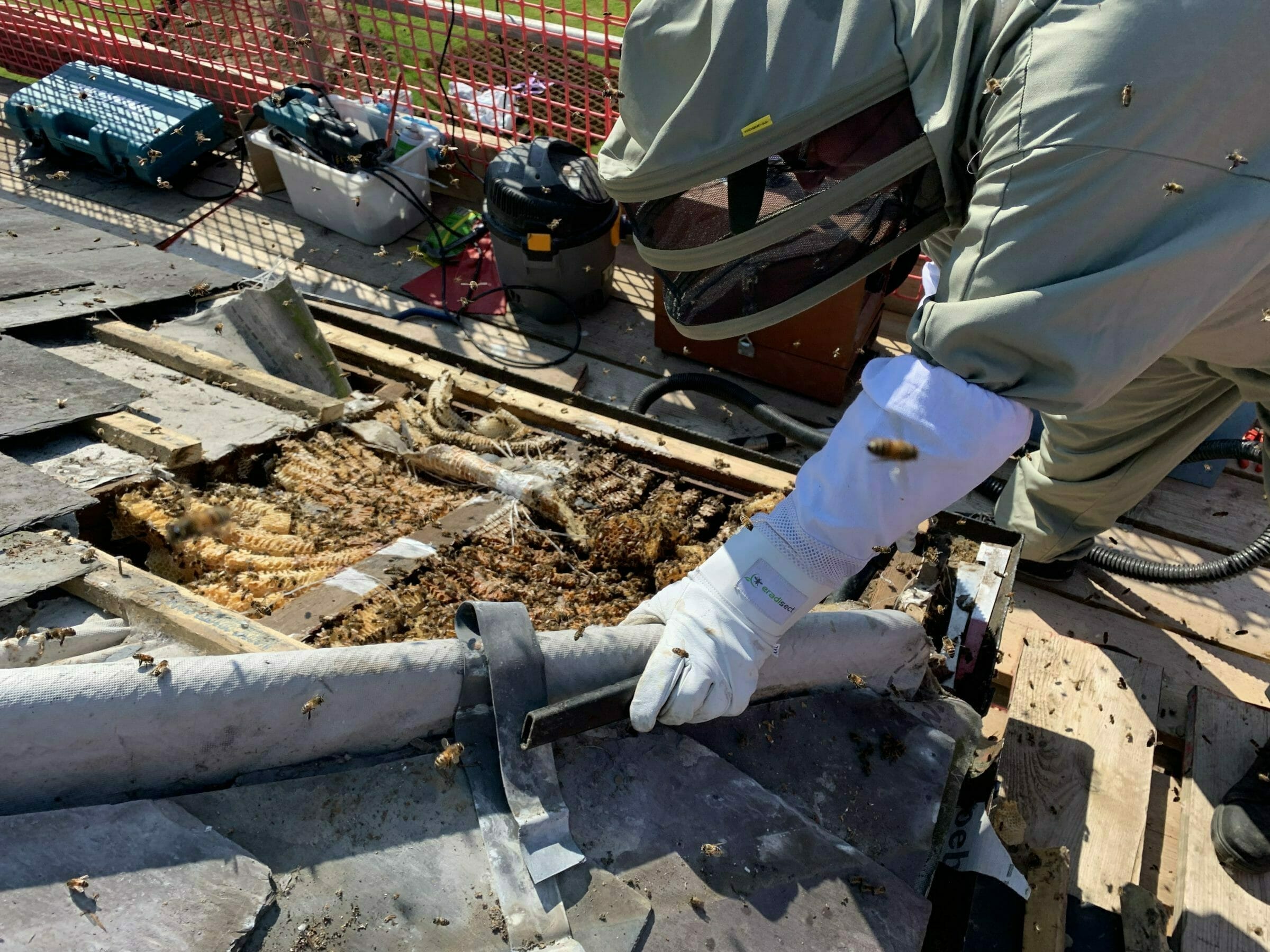 Honey bee removal in Kent
