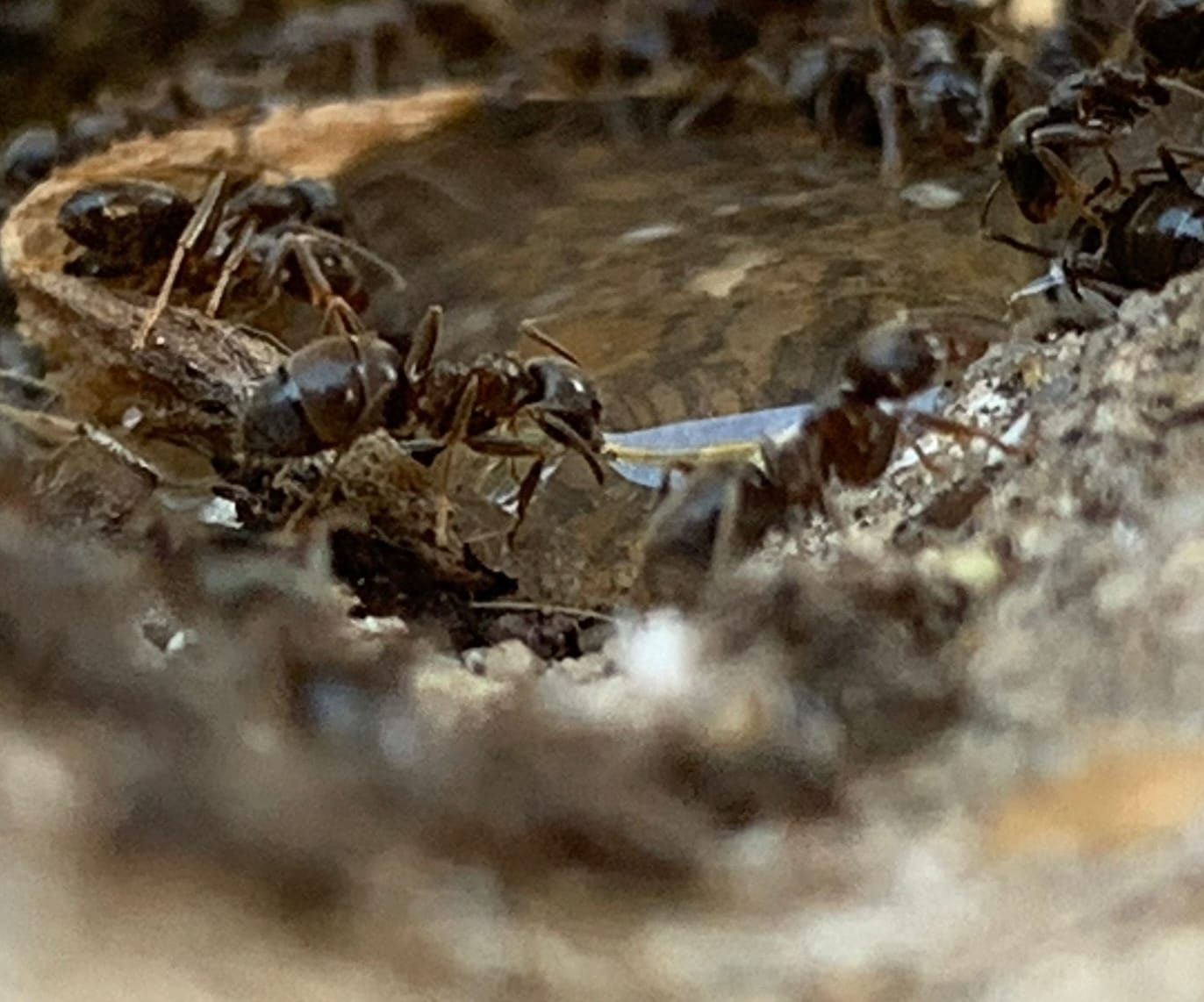 Black ants drinking from a puddle in a pile of rocks