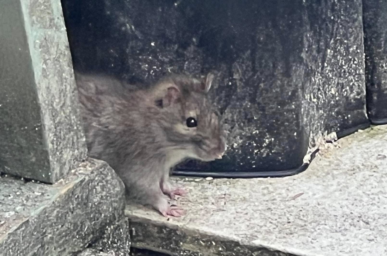 A furry brown rat by a bin